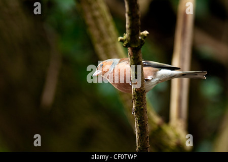 Buchfink Fringilla Coalebs Woodland Vogel zahlreiche Gemeinschaftsgarten Vogel Vogel Kleintiere Probe Organismus männlich. Stockfoto