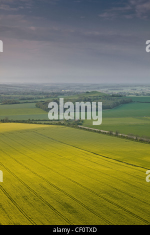 Blick über das Vale of Pewsey in Wiltshire von Knapp Hill. Ein Meer von gelben Raps ist in die folgenden Felder aus. Stockfoto