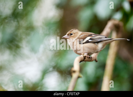 Buchfink Fringilla Coalebs Woodland Vogel zahlreiche Gemeinschaftsgarten Vogel Vogel Kleintiere Probe Organismus männlich. Stockfoto