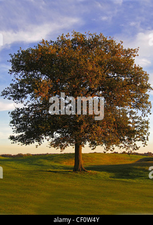 Einsamer Baum im Feld mit Herbst Blätter Stockfoto