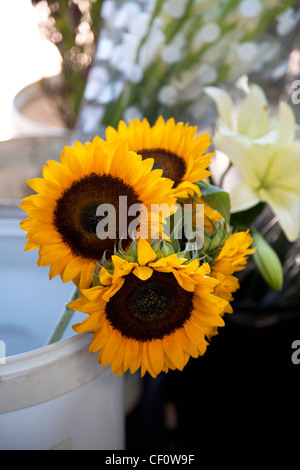 Sonnenblumen-Stiele in Eimer Stockfoto