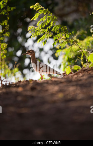 Wasser Dikkop oder Wasser Stein Brachvogel (Burhinus Vermiculatus). Äthiopien. Stockfoto