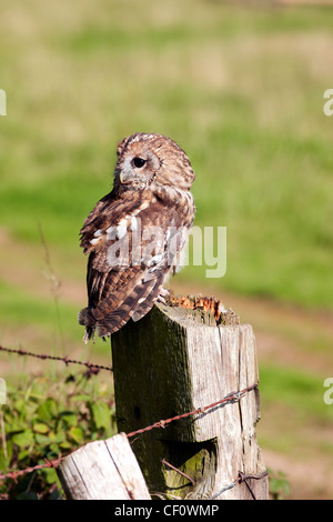 Tawny Eule, Strix Aluco am Zaun Post UK Landschaft Stockfoto