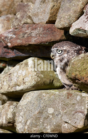 Steinkauz, Athene Noctua in einem trockenen Stein bergende Wand UK Stockfoto