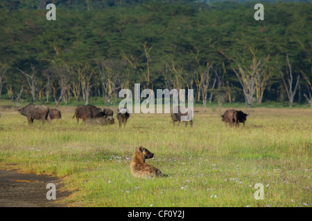 Afrika, Kenia, Lake Nakuru National Park, Spotted Hyäne scoping-out Herde Kaffernbüffel mit Fieber Baum Wald im Hintergrund Stockfoto