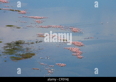 Afrika, Kenia, Lake Nakuru National Park, mehr oder weniger Flamingo Herden in Lake Nakuru Stockfoto