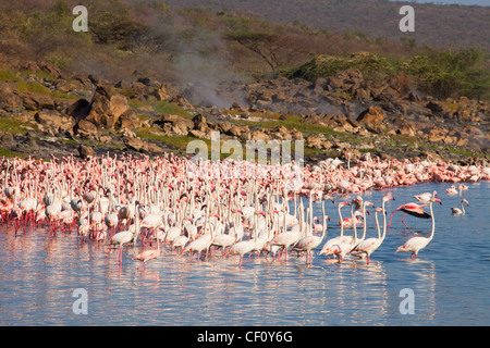 Afrika, Kenia, Lake Bogoria Naturschutzgebiet, Herden mehr oder weniger Flamingo im See Begoria, Soda See mit speienden Geysire Stockfoto
