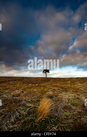 Lone Pine Tree und Gräsern auf den North York Moors National Park im Winter Stockfoto