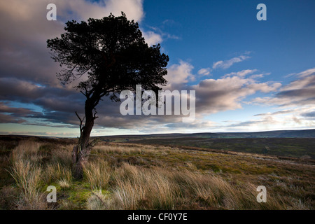 Lone Pine Tree und Gräsern auf den North York Moors National Park im Winter Stockfoto