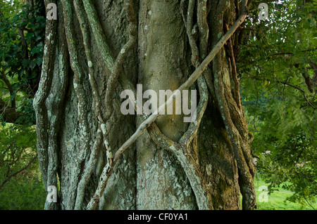 Ein Detail von Schlingpflanzen umschlungen um den knorrigen Stamm eines alten Baumes. Tief in der Landschaft der ländlichen Dorset. England, United Kingdom. Stockfoto