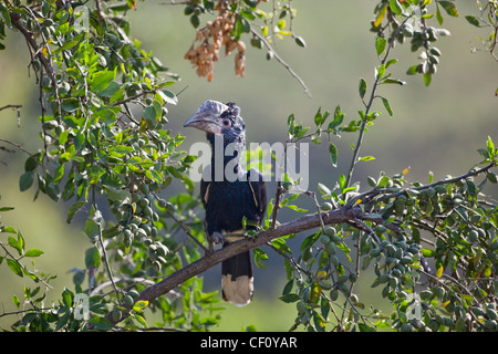 Silbrig-cheeked Hornbill (Bycanistes Brevis). Er stieg in einen Feigenbaum (Ficus sp.). Äthiopien. Stockfoto