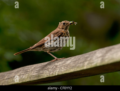 MISTELDROSSEL SOOR Turdus Viscivorus Fütterung auf Insekten. Stockfoto