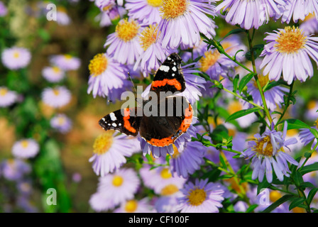 Red Admiral Schmetterling auf Bergaster. Close-up Stockfoto