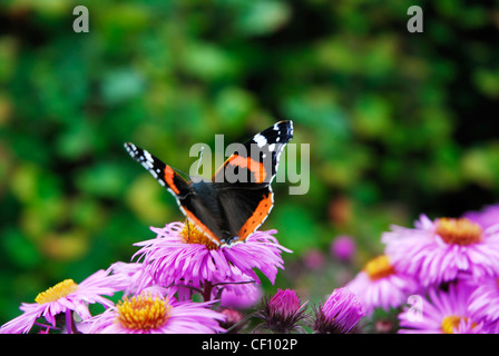 Red Admiral Schmetterling auf Bergaster. Close-up Stockfoto