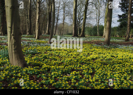 Winter-Wald-Szene in England mit einem Teppich von Aconites im Vordergrund, Schneeglöckchen im Hintergrund Stockfoto