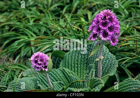 Pleurophyllum Speciosum oder Campbell Island Daisy Stockfoto