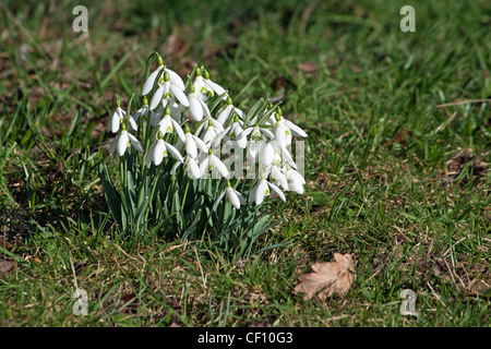 Ein Haufen Schneetropfen - Galanthus nivalis Stockfoto