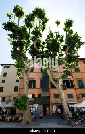 Piazza Napoleone, Lucca, Italien Stockfoto