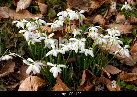 Schöne Klumpen aus zarten glockenförmigen Schneeglöckchen durchbrechen die abgefallenen Blätter des Herbstes, die Ankunft des Frühlings Herold Stockfoto