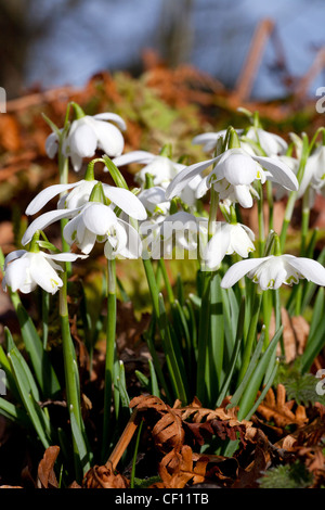 Schöne Klumpen aus zarten glockenförmigen Schneeglöckchen durchbrechen die abgefallenen Blätter des Herbstes, die Ankunft des Frühlings Herold Stockfoto