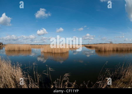 Strumpshaw Fen Naturschutzgebiet, Norfolk, england Stockfoto