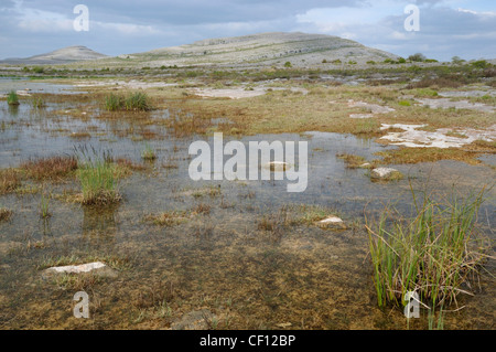 Saisonale See oder Turlough trocknet im Frühjahr Mullaghmore, The Burren Nationalpark, Co. Clare, Irland Stockfoto