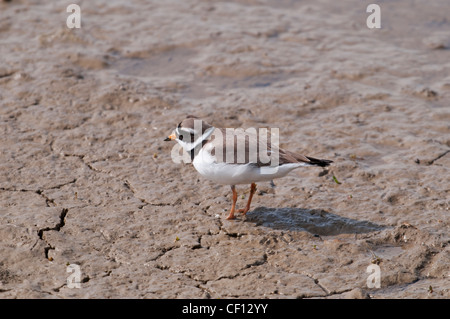 Flussregenpfeifer Plover Charadrius Hiaticula Fütterung auf Mündung Wattwanderungen Roggen Hafen uk Stockfoto