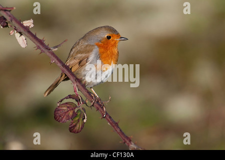 Robin Erithacus Rubecula gehockt Bramble auf Nahrungssuche Nahaufnahme uk Stockfoto