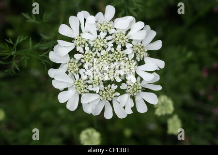 Koriander-Blume, Coriandrum Sativum, Apiaceae. Auch Koriander oder Dhania genannt. Europa und Nordafrika, Südwestasien. Stockfoto