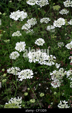 Koriander-Blume, Coriandrum Sativum, Apiaceae. Auch Koriander oder Dhania genannt. Europa und Nordafrika, Südwestasien. Stockfoto