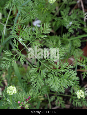 Coriander Leaf, Coriandrum Sativum, Apiaceae. Auch Koriander oder Dhania genannt. Europa und Nordafrika, Südwestasien. Stockfoto