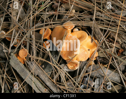 Gemeinsamen Rustgill, Gymnopilus Penetrans, Cortinariaceae. Stockfoto