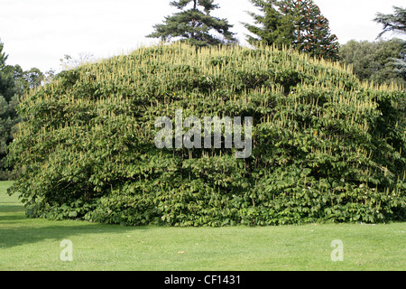 Zwerg Rosskastanie, Aesculus Parviflora, Hippocastanaceae. Süd Ost USA, Nordamerika. Stockfoto