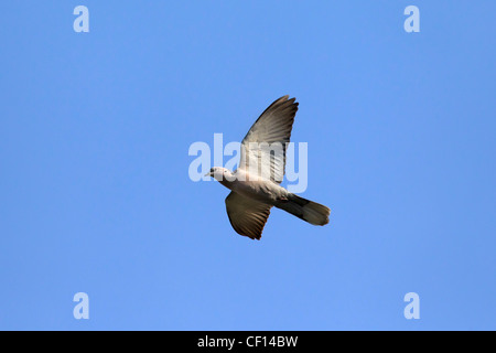 Eurasian Collared Dove (Streptopelia Decaocto) im Flug Stockfoto