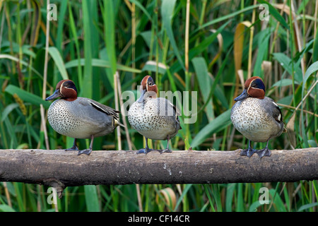 Eurasische Krickenten / Krickente (Anas Vogelarten) Männchen ruht auf gefallenen Baumstamm über Teich Stockfoto