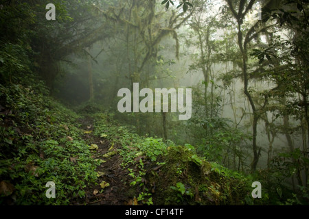 Ein Fußweg kreuzt der Nebelwald in El Triunfo Biosphären-Reservat in den Sierra Madre Bergen, Bundesstaat Chiapas, Mexiko. Stockfoto