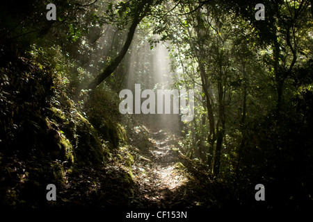 Sonne Strahlen durchqueren den Wald in El Triunfo Biosphären-Reservat in den Bergen der Sierra Madre, Bundesstaat Chiapas, Mexico. Stockfoto