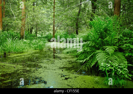 Wald-Moor und Sumpf - Landschaft Stockfoto