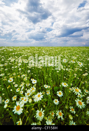 Sommerwiese mit Kamillen Blüte bei bewölktem Himmel Stockfoto