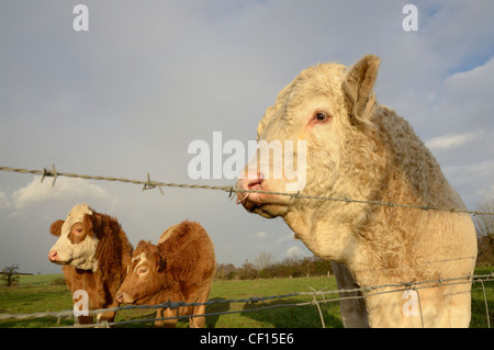 Bauernhof Rinder, Simmentaler Bull und Hybrid Kühe hinter Stacheldraht Stockfoto