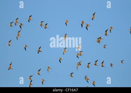 Bar-tailed Godwits Limosa Lapponica strömen Sie im Flug mit blauem Himmel, Norfolk, England, Dezember, Stockfoto