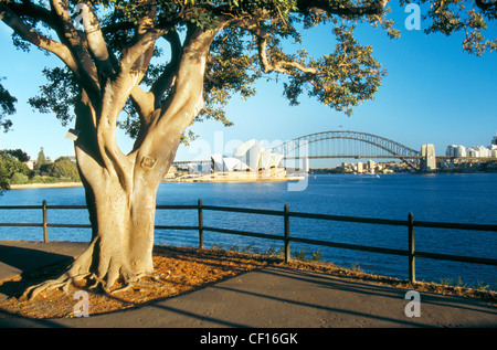 Ein Blick auf Sydney Harbour und das Opera House, umrahmt von einem Baum n am frühen Morgen Sonnenschein. Stockfoto