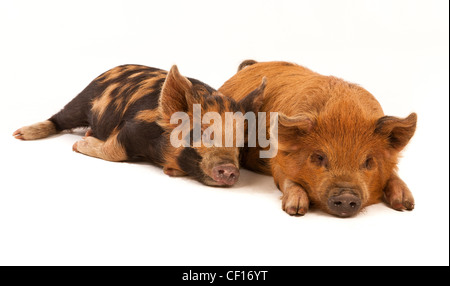 Zwei Mikro Kune Kune Ferkel liegen auf einem weißen Hintergrund Stockfoto