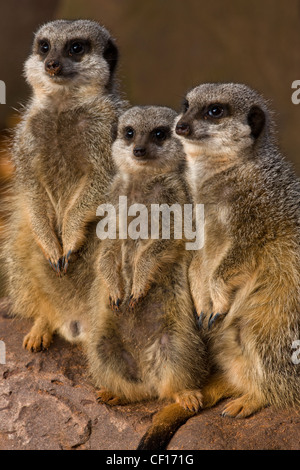 Gruppe von Erdmännchen Suricata Suricatta auf alert Suche im zoo Stockfoto