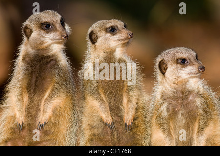 Gruppe von Erdmännchen Suricata Suricatta auf alert Suche im zoo Stockfoto