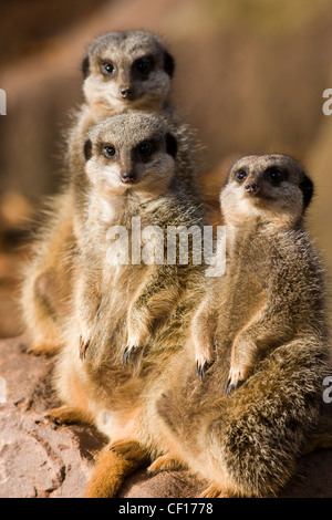 Gruppe von Erdmännchen Suricata Suricatta auf alert Suche im zoo Stockfoto