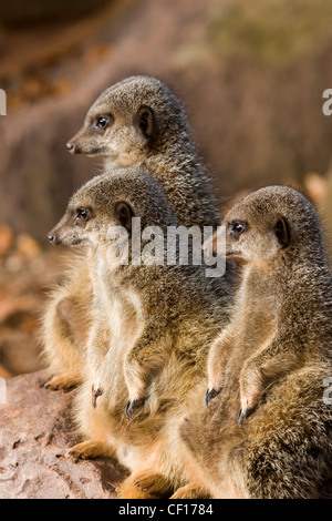 Gruppe von Erdmännchen Suricata Suricatta auf alert Suche im zoo Stockfoto