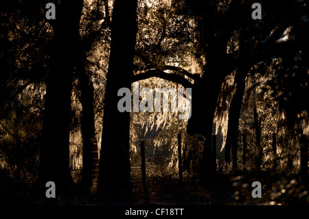 Sonnenuntergang über Eichenhain Stockfoto