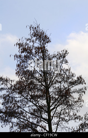 Aspen im Winter gegen blauen Himmel Populus tremula Stockfoto