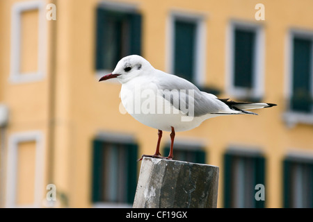 Möwe stehend auf einem hölzernen Pfosten - Venedig, Venezia, Italien, Europa Stockfoto